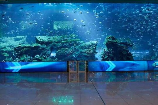 [DXBMAQ] Dubai Mall Aquarium